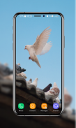 Pigeon Wallpapers screenshot 1