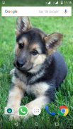 German Shepherd Dog Wallpapers screenshot 1