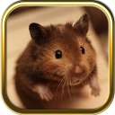 Free Hamster Puzzle Games Icon