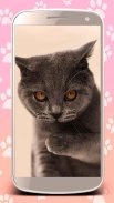 Cute cats live wallpaper screenshot 0