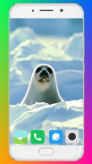 Harb Seal Wallpaper Full HD screenshot 4