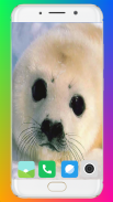 Harb Seal Wallpaper Full HD screenshot 10