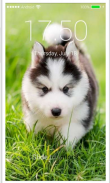 Husky Puppy HD Free PIN Lock screen Passcode screenshot 5