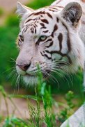White Tiger Live Wallpaper screenshot 3