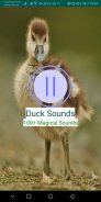 Duck Sound | Duck Quack Sound | Duck Call Sounds screenshot 0