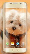 Cute Dogs Live Wallpaper screenshot 3