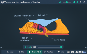 Kulak ve İşitme Süreci 3B screenshot 5