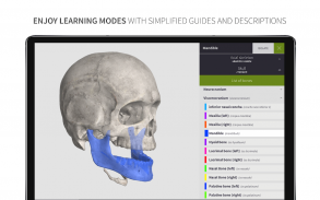 Anatomyka Skeleton screenshot 3