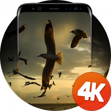 810 Wallpaper Burung Hantu 4k Gratis Terbaik