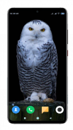 Owl Wallpaper HD screenshot 15