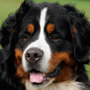 Bernese Mountain Dogs Wallpap Icon