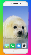 Harb Seal Wallpaper Full HD screenshot 11