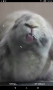 Bunny Licks Screen Wallpaper screenshot 1