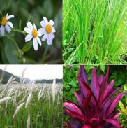 Secret Herbs Of Herbal Plants screenshot 7
