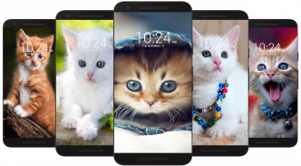 Kitten & Cute Cat Wallpaper HD screenshot 1