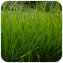 HD Grass Wallpaper