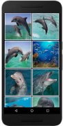 Real Dolphins Game : Jigsaw Puzzle 2019 screenshot 2