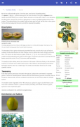 Frutta screenshot 11