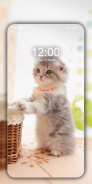 Cute Cat Wallpapers HD Kitten Background images 4K screenshot 6