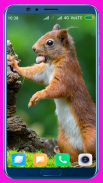 Squirrel HD Wallpaper screenshot 7