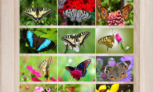 Butterfly Puzzle Jigsaw (Rompecabezas de mariposa) screenshot 5