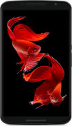 Betta Fish Wallpaper screenshot 4