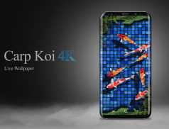 Carp Koi fish live wallpaper 4K resolution free screenshot 2