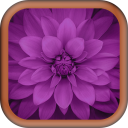 Purple Images Wallpapers Icon