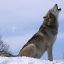 Wolf Howl Sound Icon