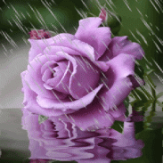 Rainy Purple Flower LWP screenshot 3