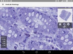 AnatLab Histology screenshot 9