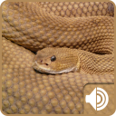 Rattlesnake Sounds Icon