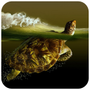 Turtle Wallpaper Icon