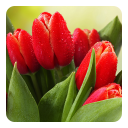 Tulips Live Wallpaper