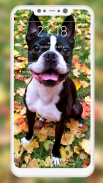 Boston Terrier Wallpaper screenshot 1