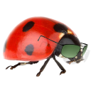 Base Jumping Ladybug Icon