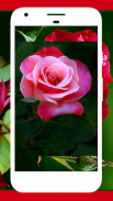 Rose Wallpaper , Rose Images screenshot 1