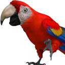 Talking Parrot 2 Icon