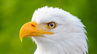 Eagle Wallpapers screenshot 5