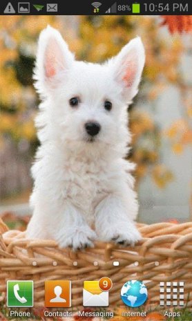 Small Puppy Live Wallpaper 2 Download