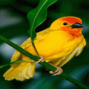 Cute Yellow Bird LWP Icon