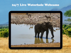 WildEarth TV - Nature Safari screenshot 3