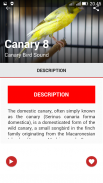 Canary Birds Master screenshot 1