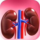 Understanding Kidney Function