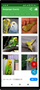 Budgerigar Camera for Parakeet screenshot 1