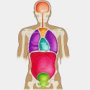 İnsan Anatomisi Sınav