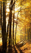 Sunny Forest Live Wallpaper (Backgrounds) screenshot 12