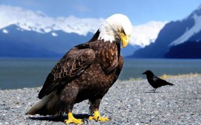 Bald Eagle Wallpaper screenshot 5