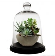 Design and Benefits of Terrarium plants screenshot 3