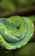 Snake Wallpapers screenshot 0